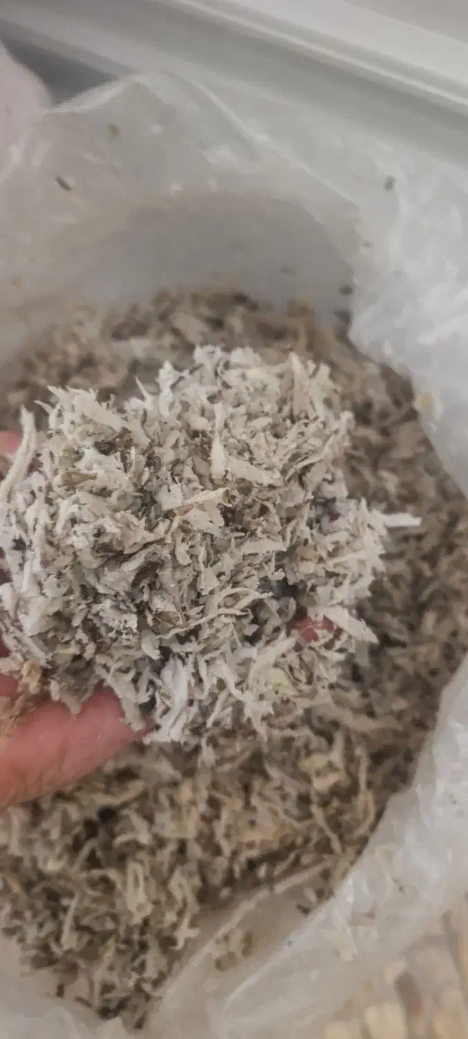 تفاله چغندر|لوازم جانبی حیوانات|مرودشت, بیست متری بیمارستان|دیوار