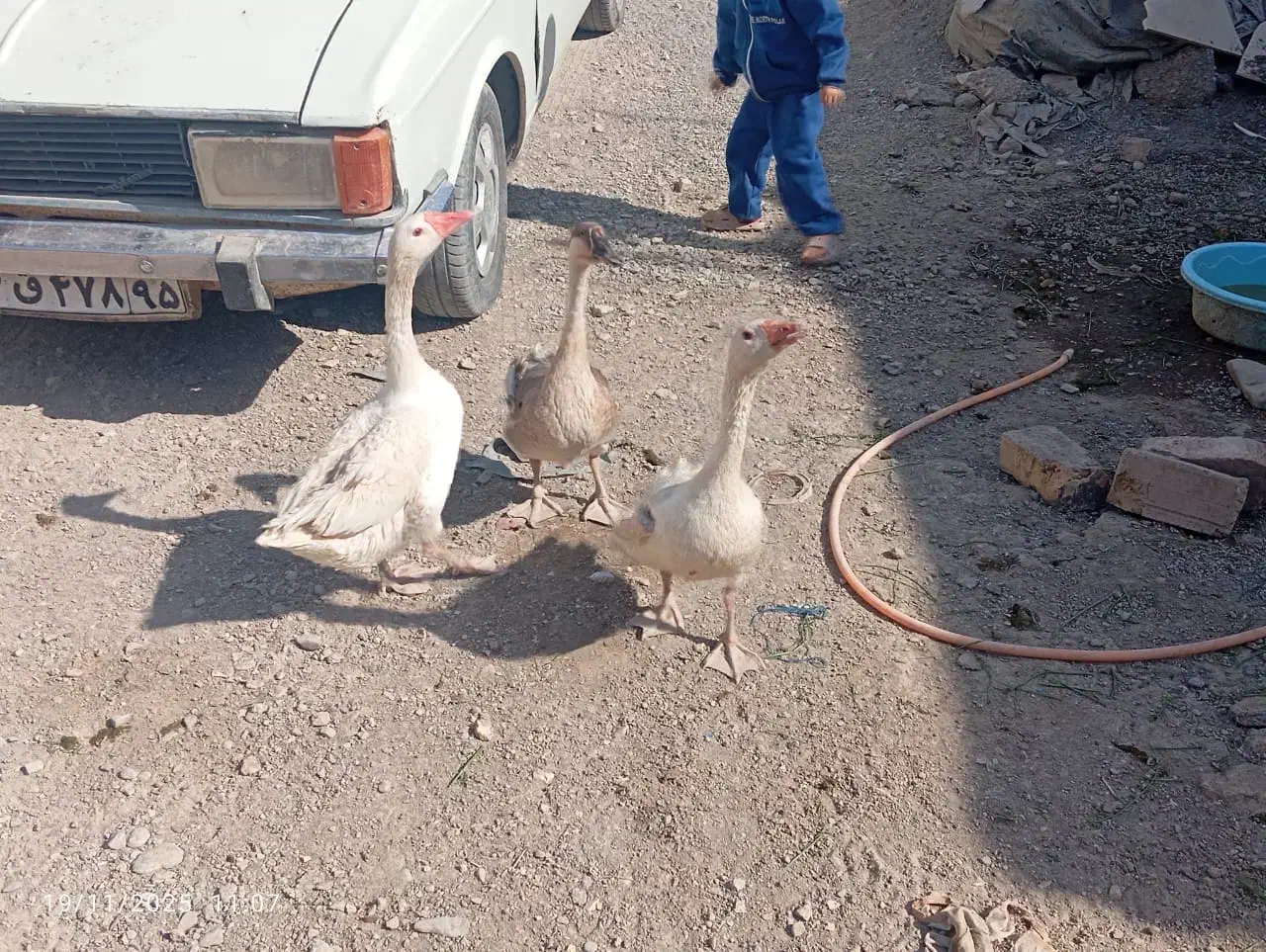 بط فروشی|حیوانات مزرعه|زابل, |دیوار