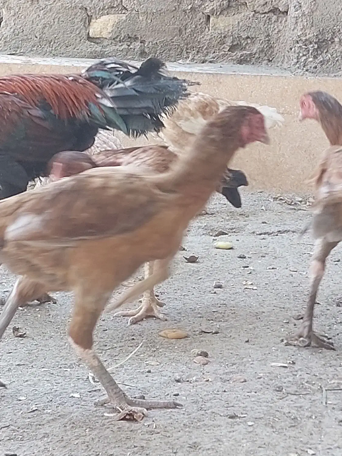 خروس مرغ وجوجه خروس|حیوانات مزرعه|میناب, |دیوار