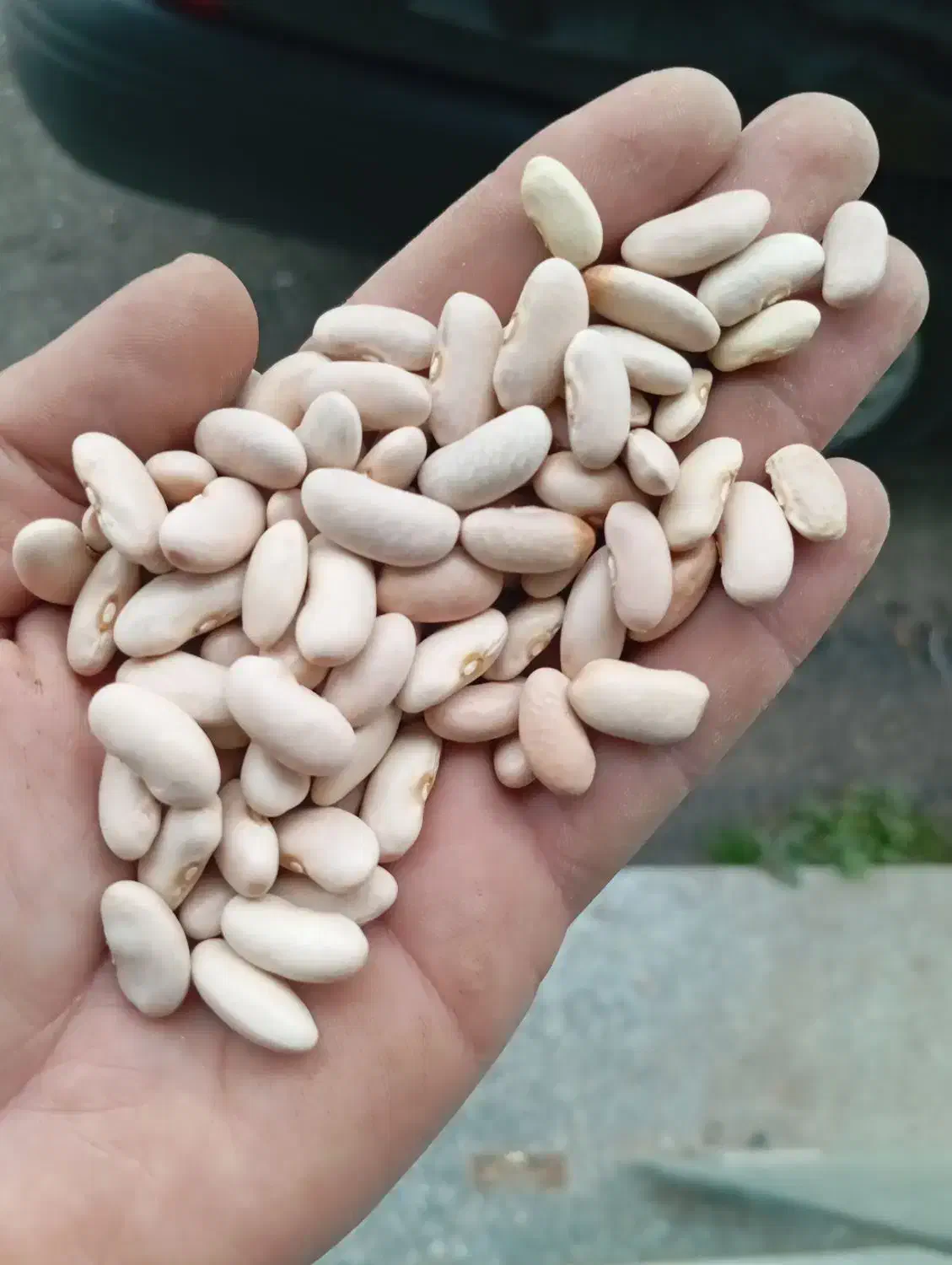 فروش حبوبات خرده|خوردنی و آشامیدنی|رشت, انصاری|دیوار