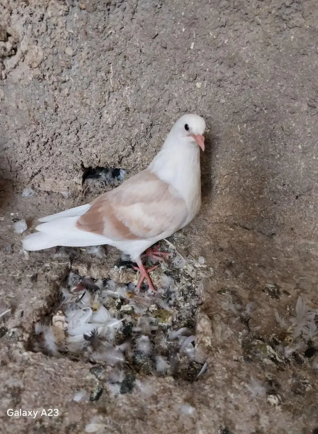 گمشده  ن ه خریدارم  کبوتر دوکتم با متن بخون|پرنده|مسجد سلیمان, |دیوار