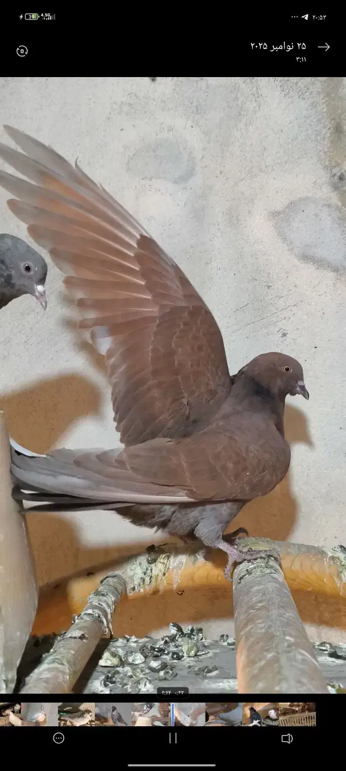 کبوتر رفتنی جوجه حبش|پرنده|ارومیه, |دیوار