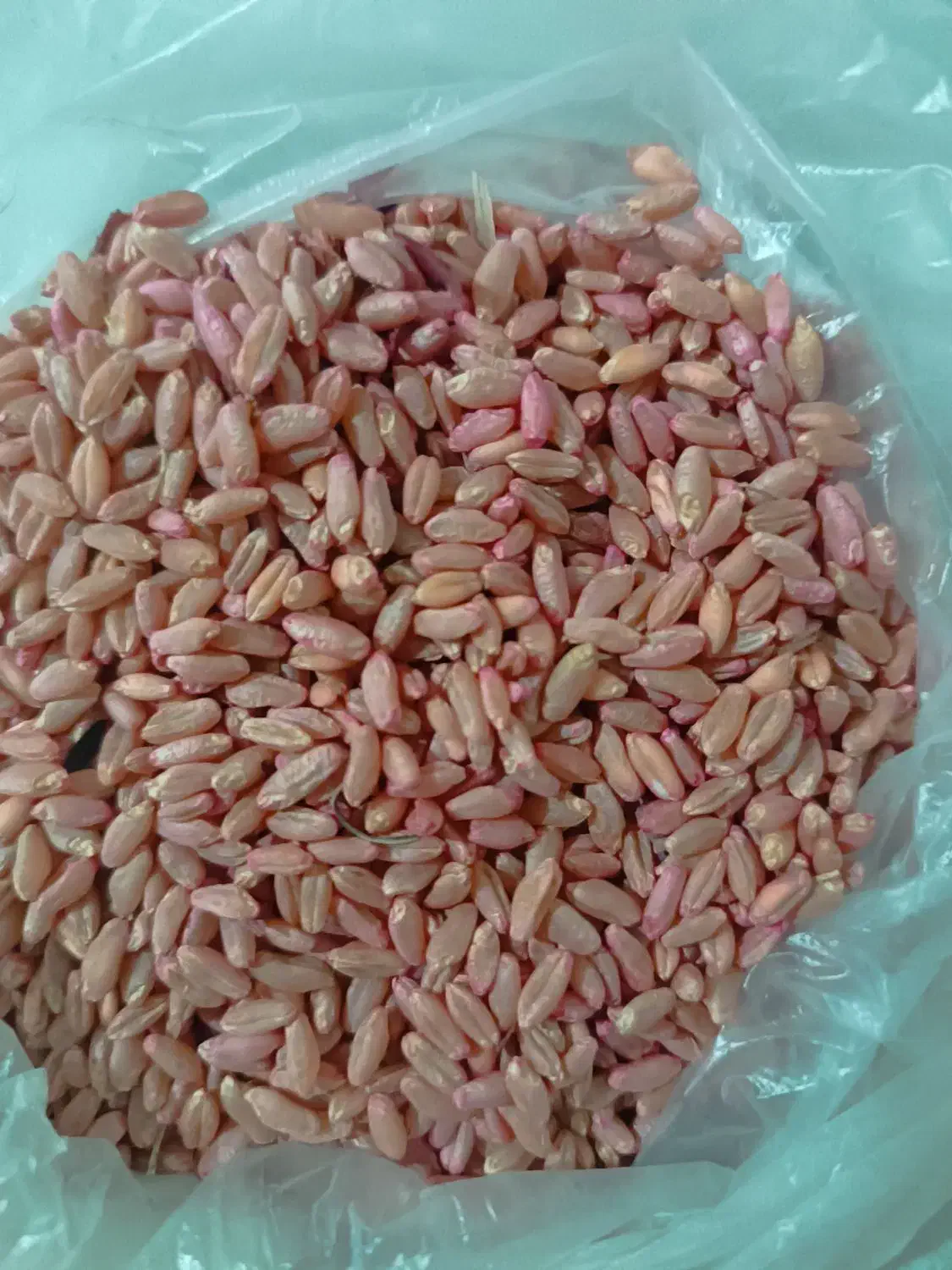 گندم دهدشت|خوردنی و آشامیدنی|سرپل ذهاب, |دیوار