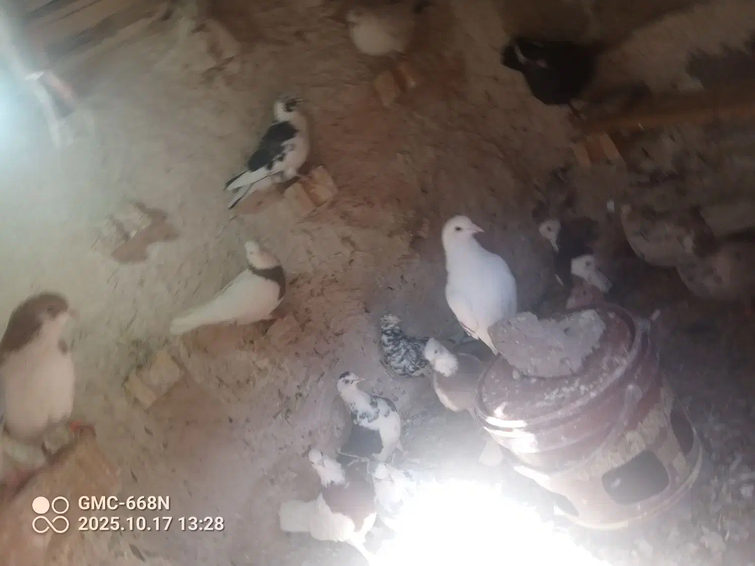 کبوتر رنگی و المانی|پرنده|جلگه رخ, |دیوار