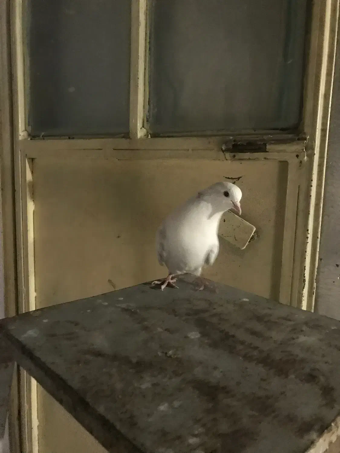 کفتر|پرنده|مشکین‌دشت, |دیوار