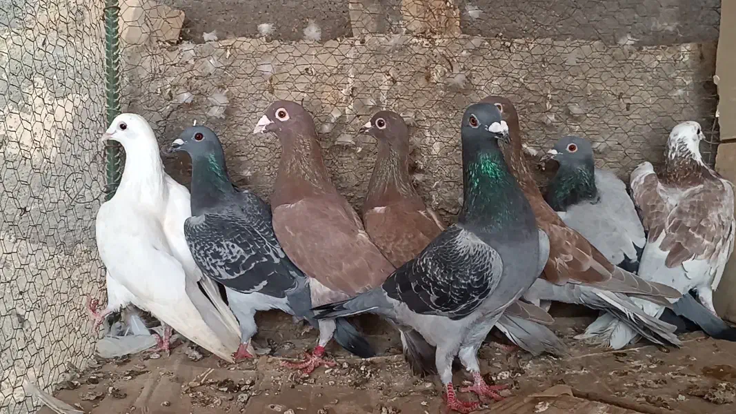 کبوتر رنگی و پلاکی وراوی|پرنده|وراوی, |دیوار