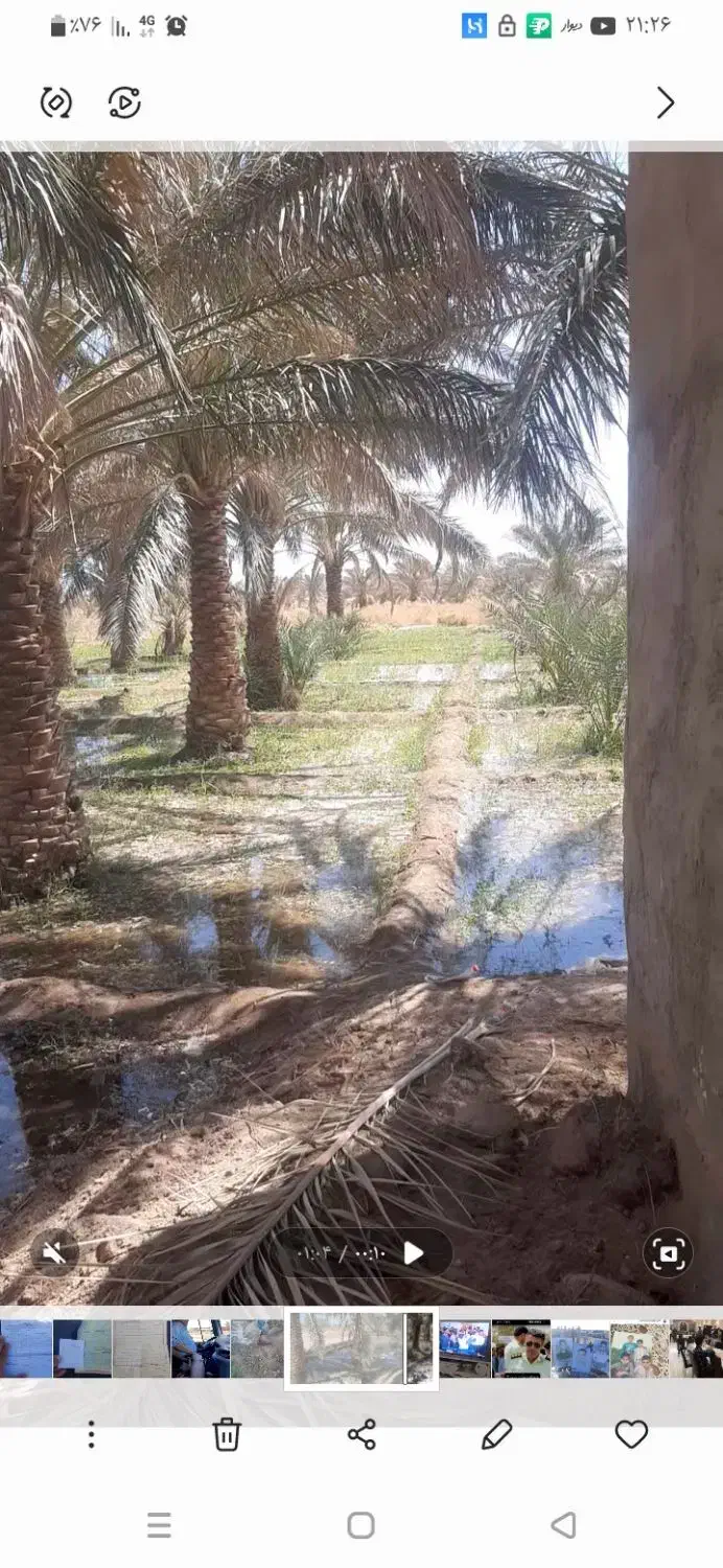 چهار هکتار زمین کشاورزی حدود دویست عدد درخت خرما|فروش دفتر صنعتی، کشاورزی، تجاری|زاهدان, |دیوار