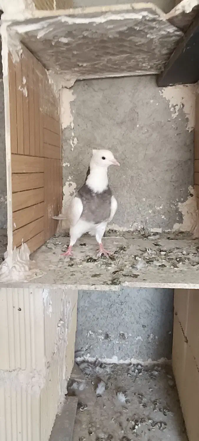 کبوتر طوقی|پرنده|رباطکریم, شترخوار|دیوار