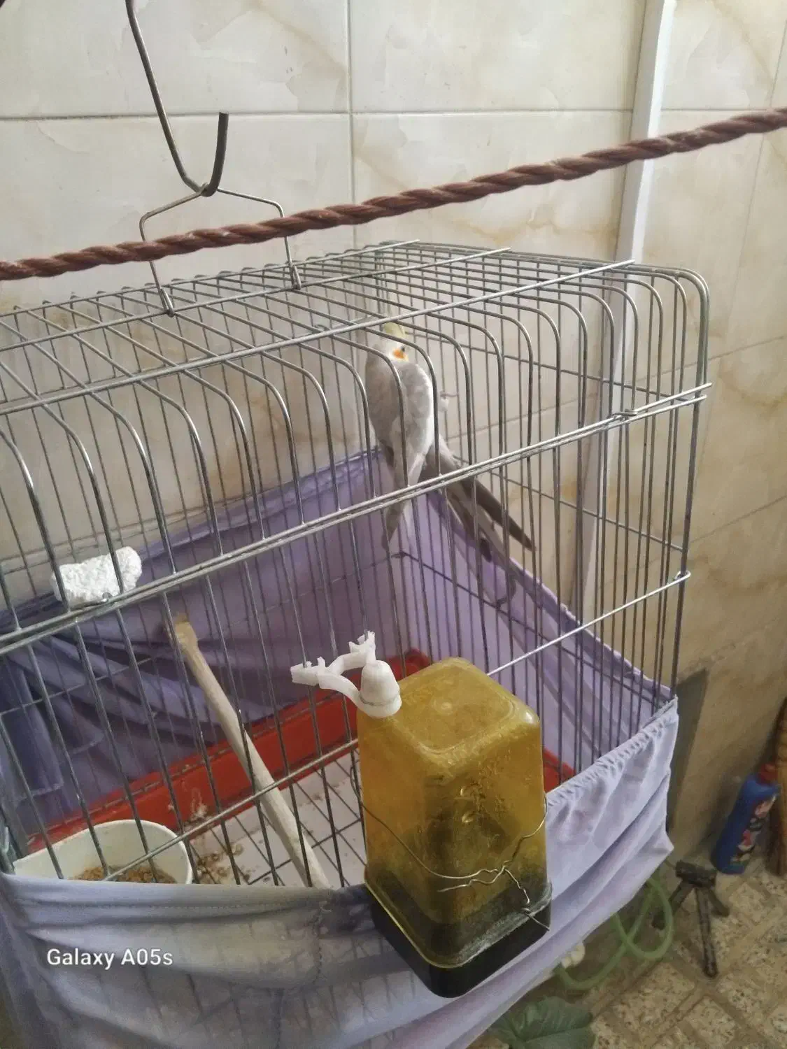 دوعدد عروس هلندی باقفس ۱تومن|پرنده|نسیم‌شهر, |دیوار