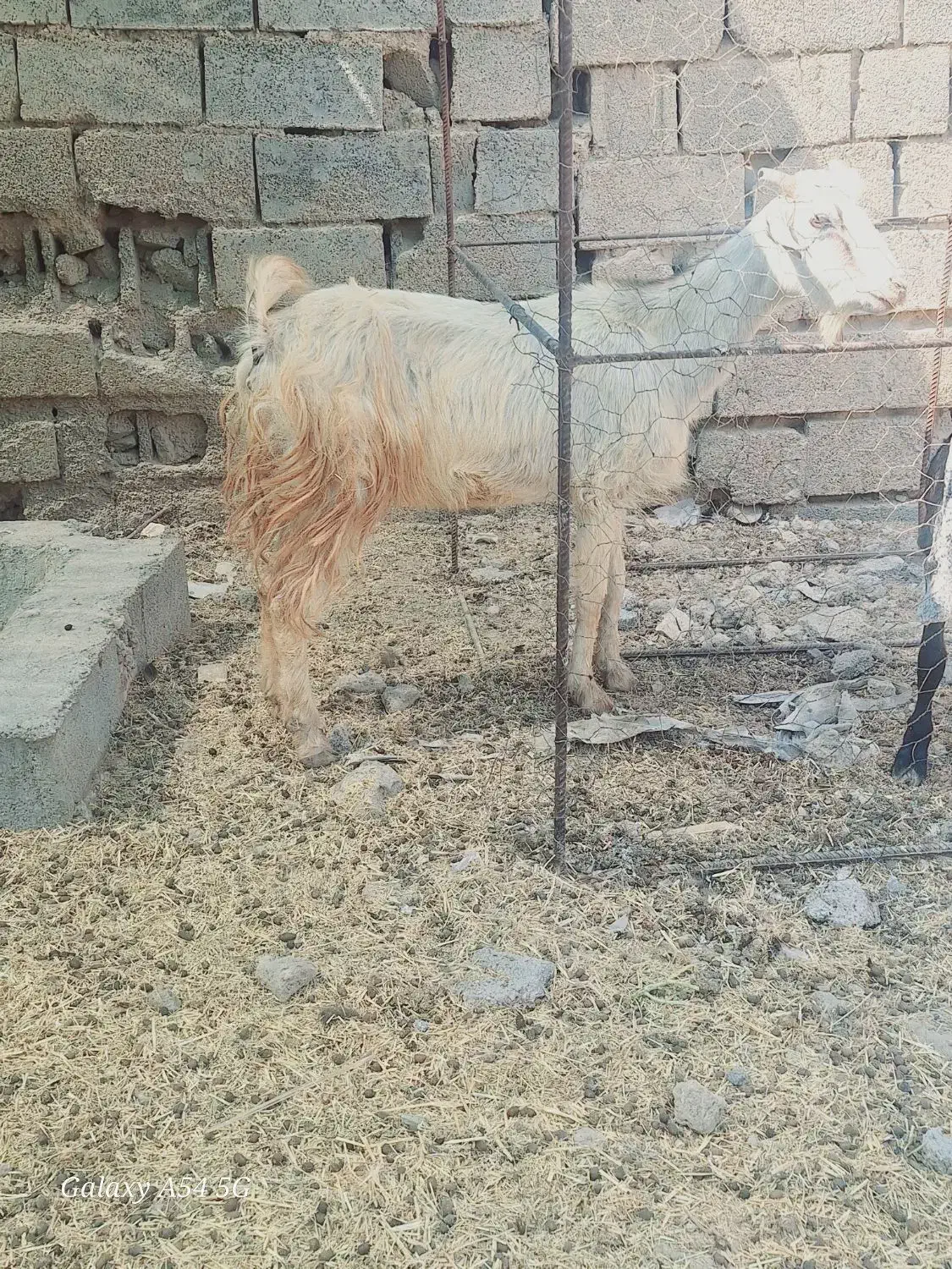 یک عدد بز حامله گوسفند بره|حیوانات مزرعه|بندر ماهشهر, |دیوار