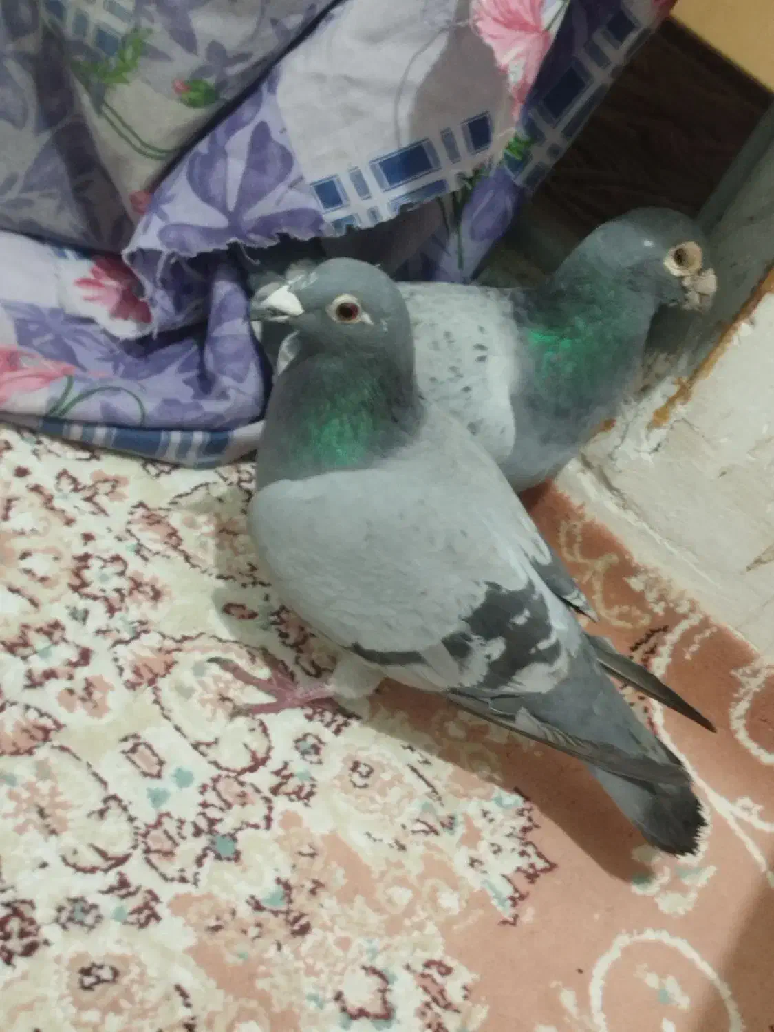 کفتر|پرنده|اردبیل, |دیوار