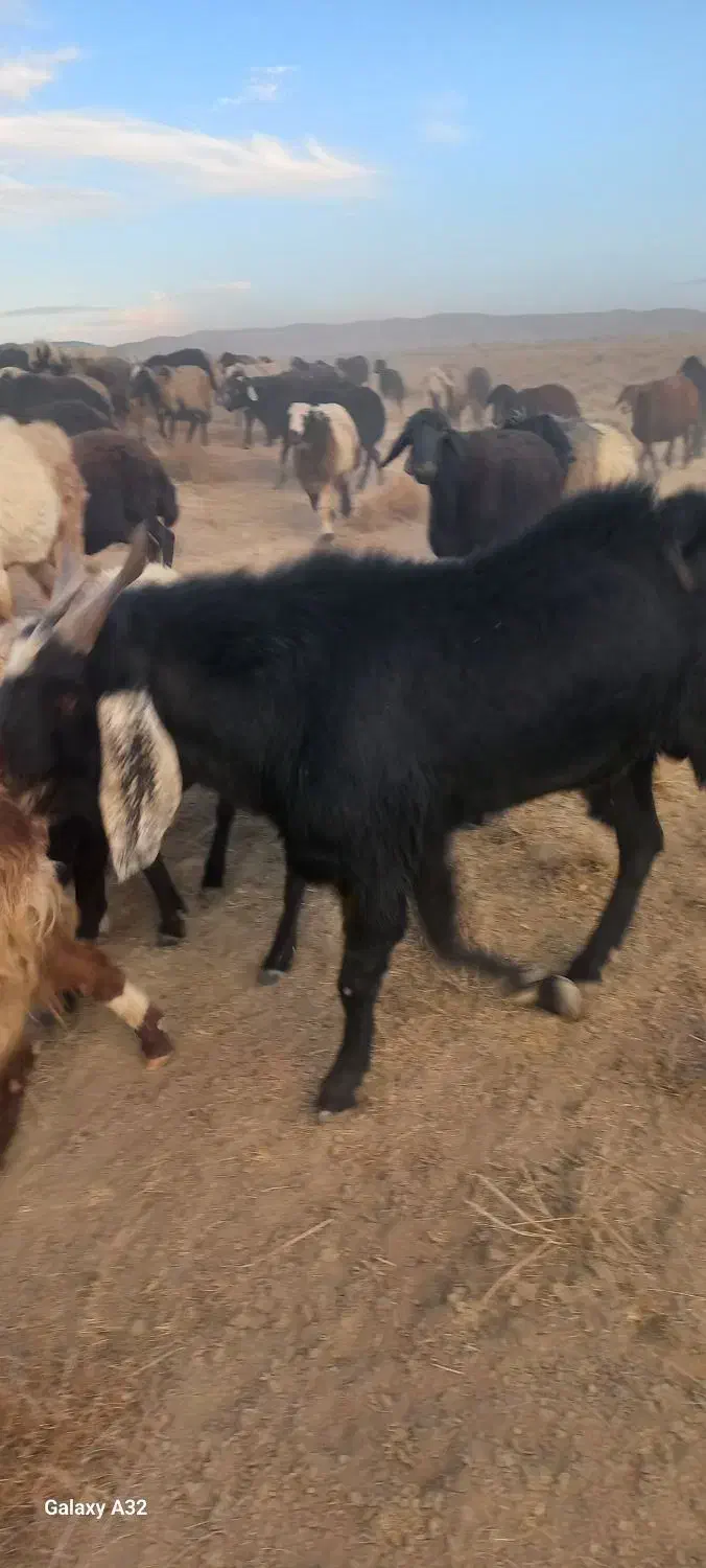 بزغاله نر وقوچ|حیوانات مزرعه|سمیرم, |دیوار