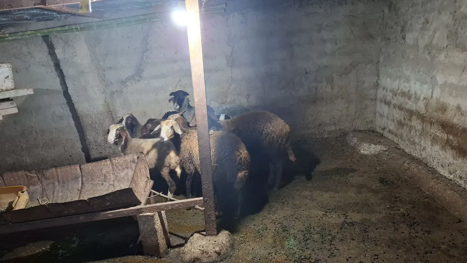 فروش گوسفند داشتی|حیوانات مزرعه|پایین هولار, |دیوار