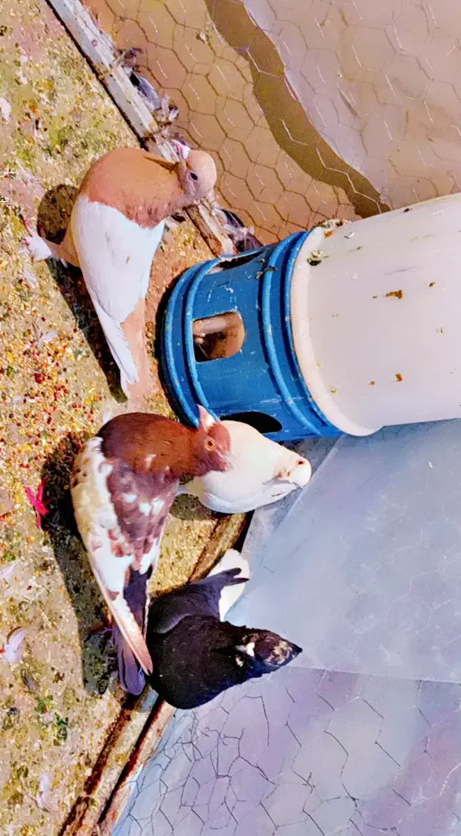 کفتر رنگی سینه دم سفید|پرنده|شیراز, نارنجستان|دیوار