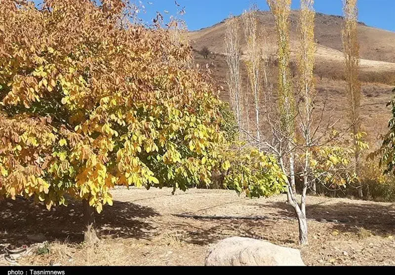 زمین کشاورزی و باغ (3 هکتار آبی)|فروش دفتر صنعتی، کشاورزی، تجاری|موچش, |دیوار