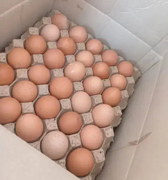 تخم مرغ محلی|خوردنی و آشامیدنی|کرمان, |دیوار