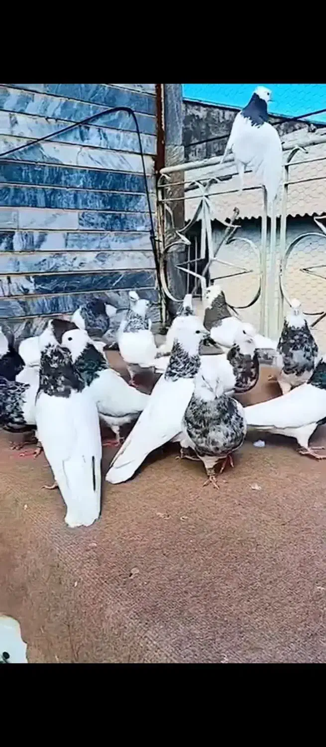 طوقی هفت رنگ|پرنده|تهران, جیحون|دیوار