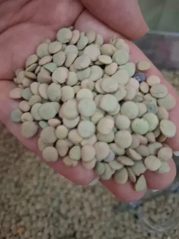 عدس|خوردنی و آشامیدنی|بزینه رود, |دیوار