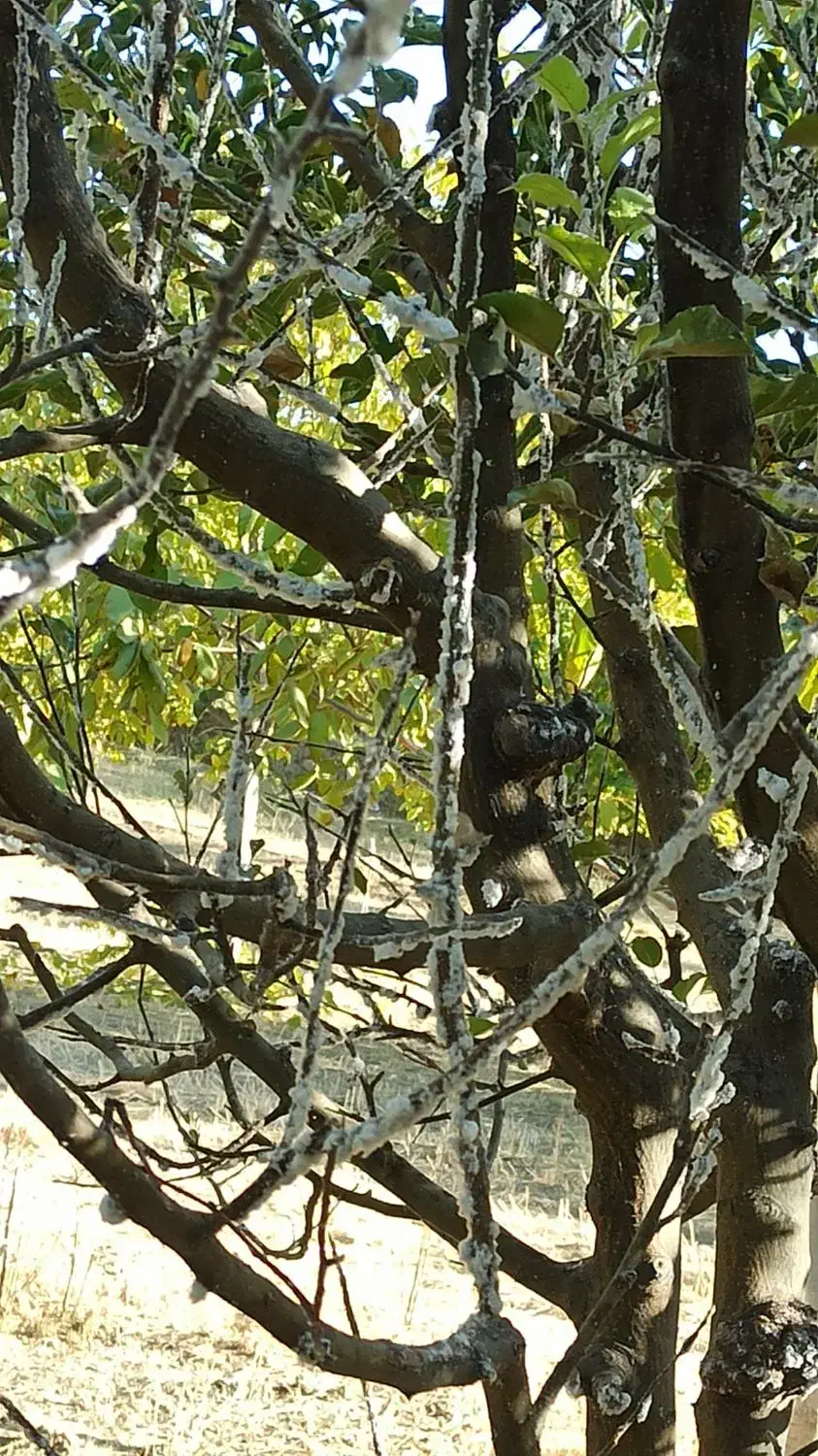 پرس یونجه|خدمات باغبانی و درختکاری|بجنورد, |دیوار