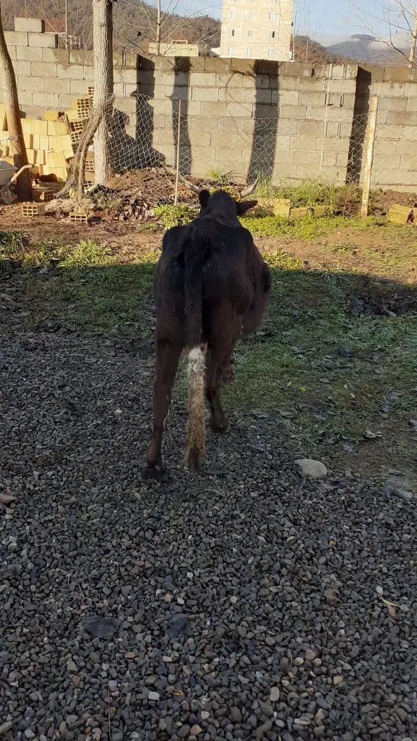 گاو همراه گوساله دورگ  مخصوص خانه دار ۸۵۰۰۰۰|حیوانات مزرعه|شاندرمن, |دیوار