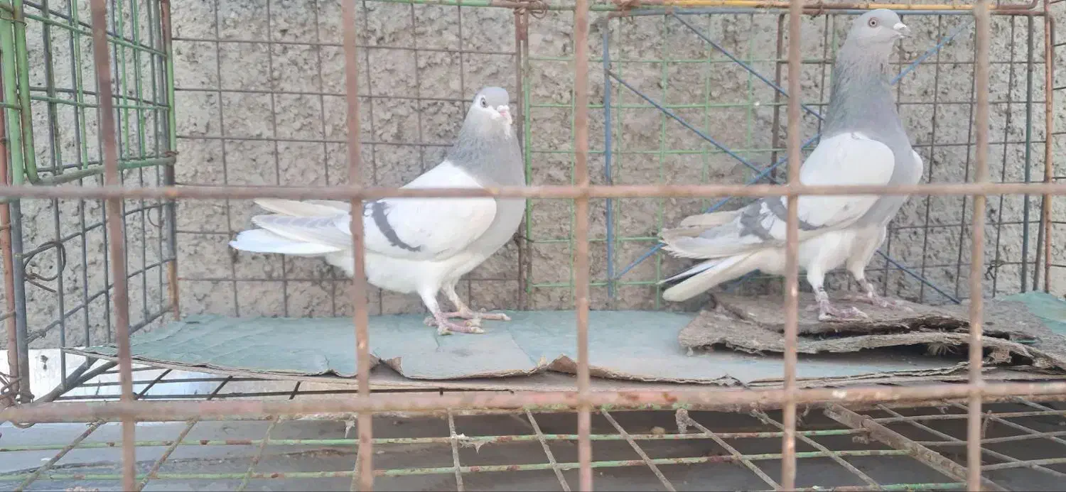 کفتر|پرنده|اصفهان, فردوان|دیوار