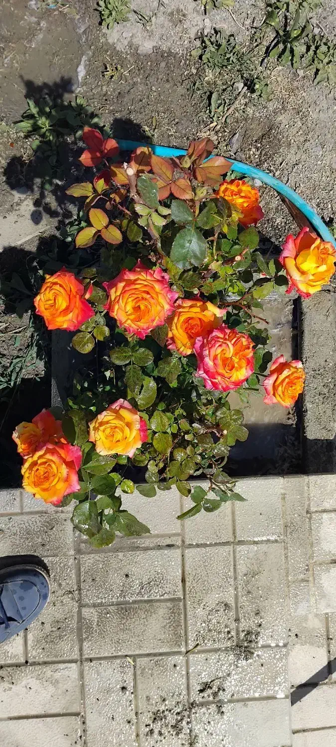 زمین به متراژ ۲۲۰۰متر ۹کیلومتری شهیدکلانتری|فروش دفتر صنعتی، کشاورزی، تجاری|ارومیه, |دیوار