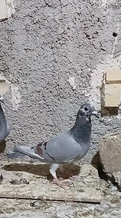 کفتر|پرنده|شیراز, کفترک|دیوار