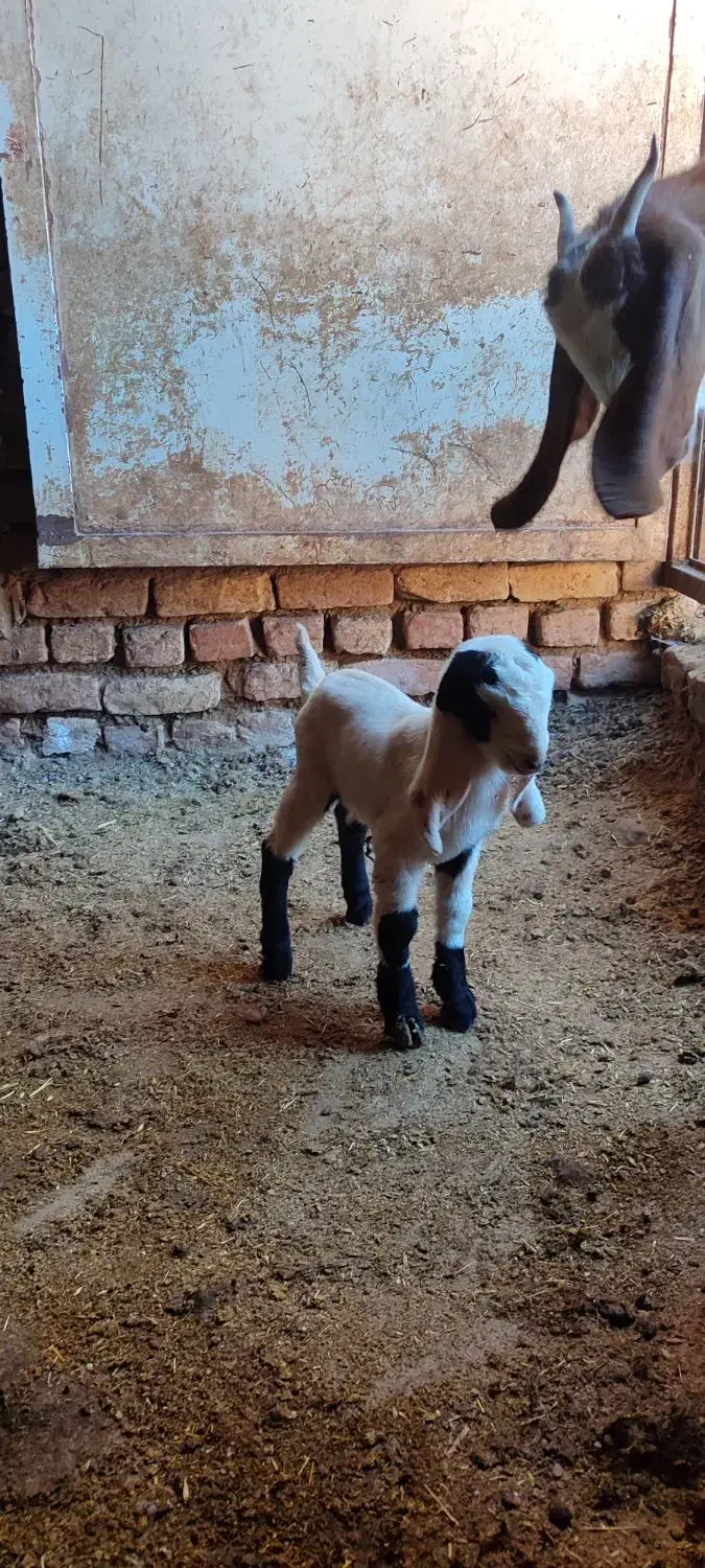 بزغاله شیری|حیوانات مزرعه|سده (خراسان جنوبی), |دیوار