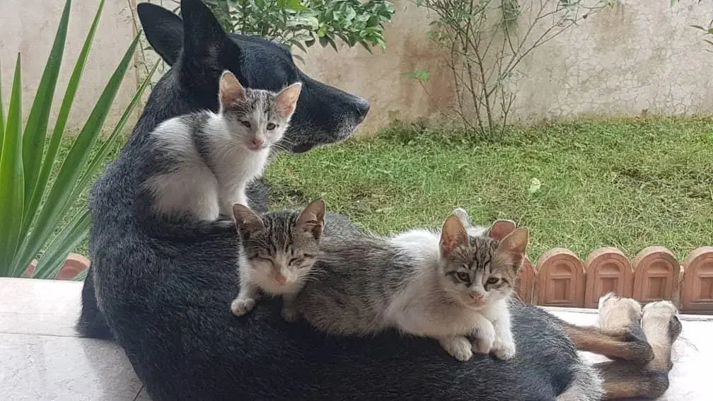 واگذاری گربه|گربه|عباسآباد, |دیوار