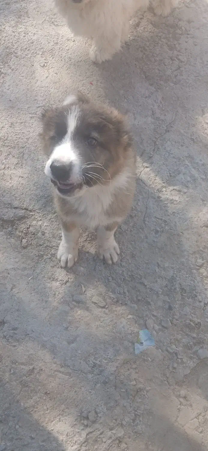 یه قلاده مالینیوز ماده یه توله قدرجونی|سگ|جیرفت, |دیوار