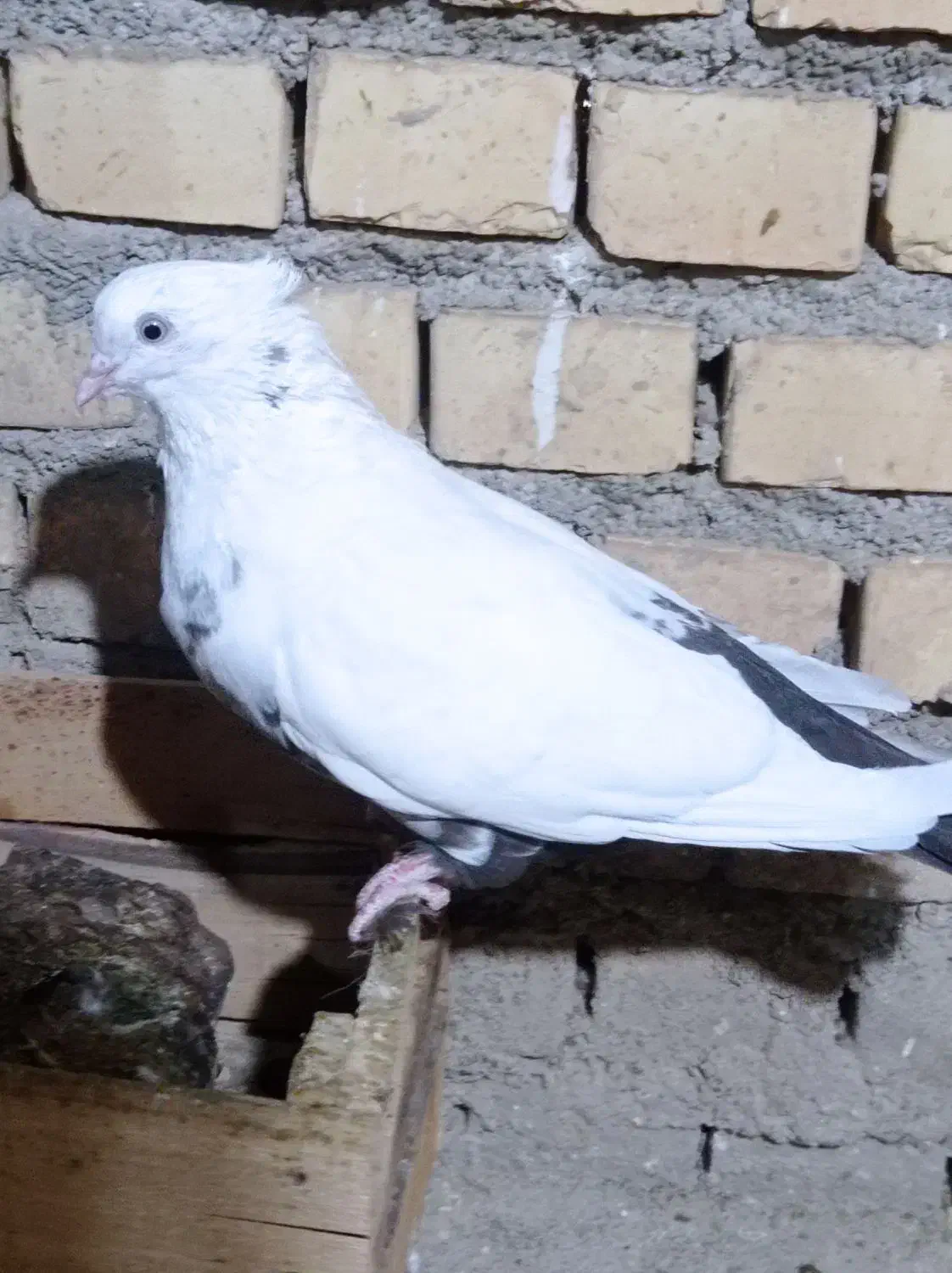 ماده دمبی|پرنده|بهبهان, |دیوار