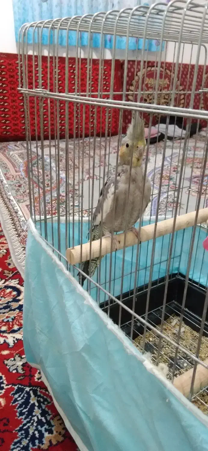 طوطی عروس|پرنده|تاکستان, |دیوار