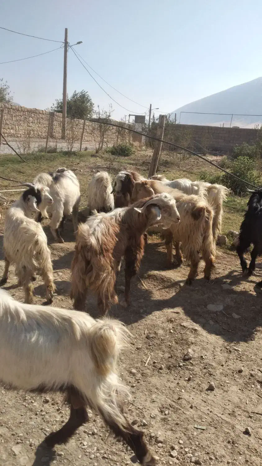 بزغاله پروار چاغ|حیوانات مزرعه|کوهدشت, |دیوار