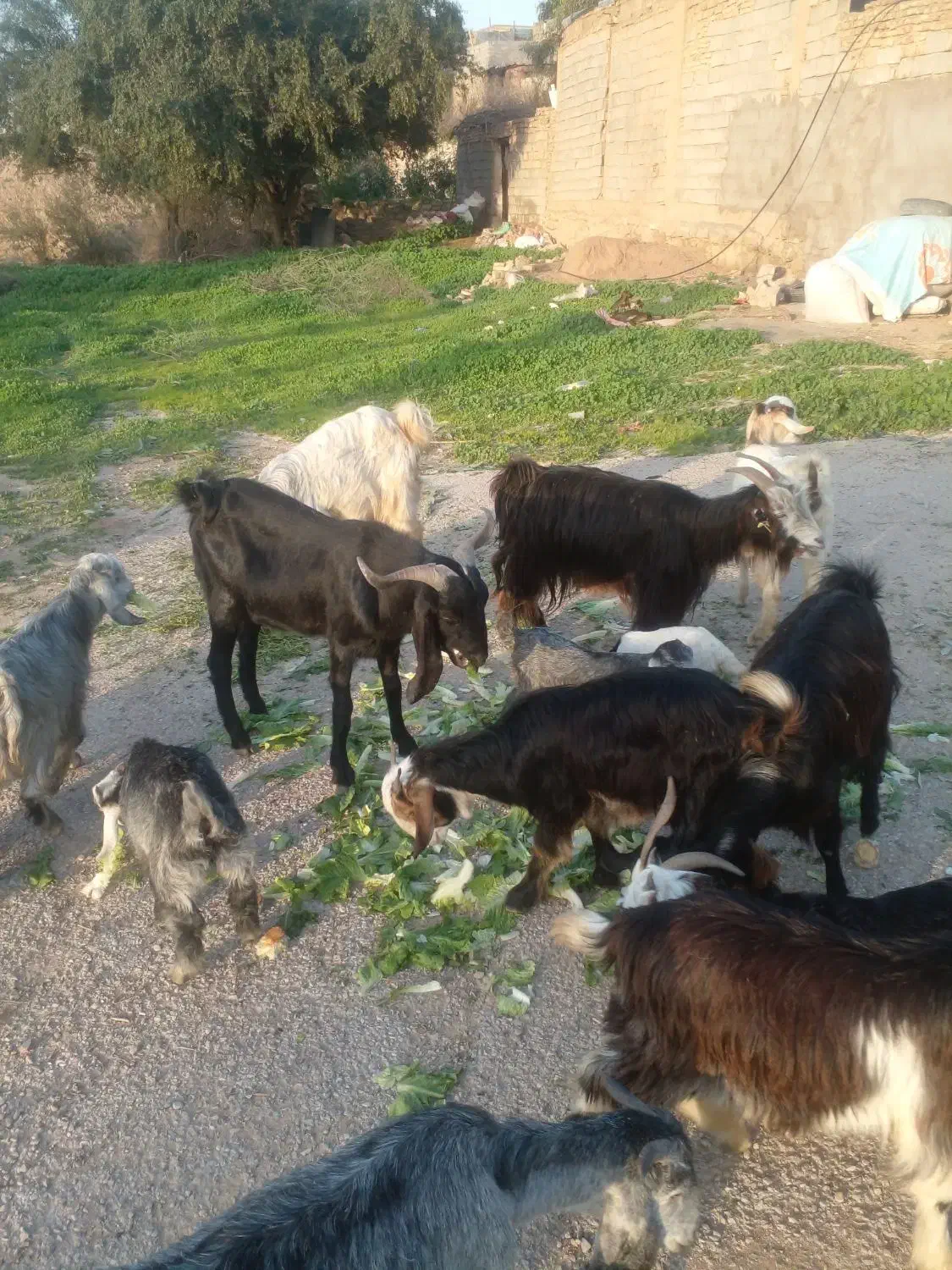 بز بیگ لری|حیوانات مزرعه|مسجد سلیمان, |دیوار