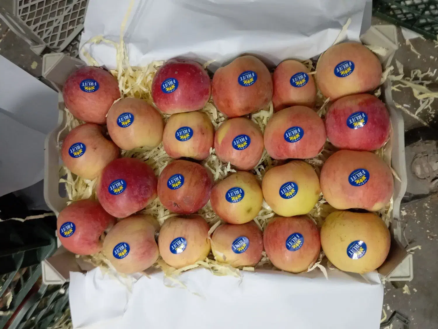 سیب دورج قرمز ریز قالب|خوردنی و آشامیدنی|میاندوآب, |دیوار