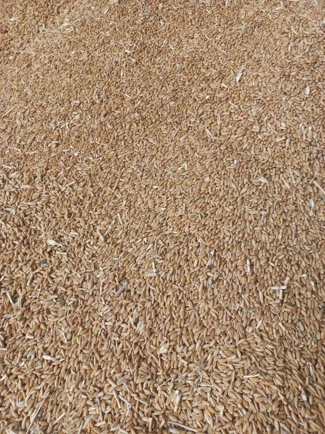 بذر گندم درجه یک|عمده‌فروشی|قیدار, |دیوار