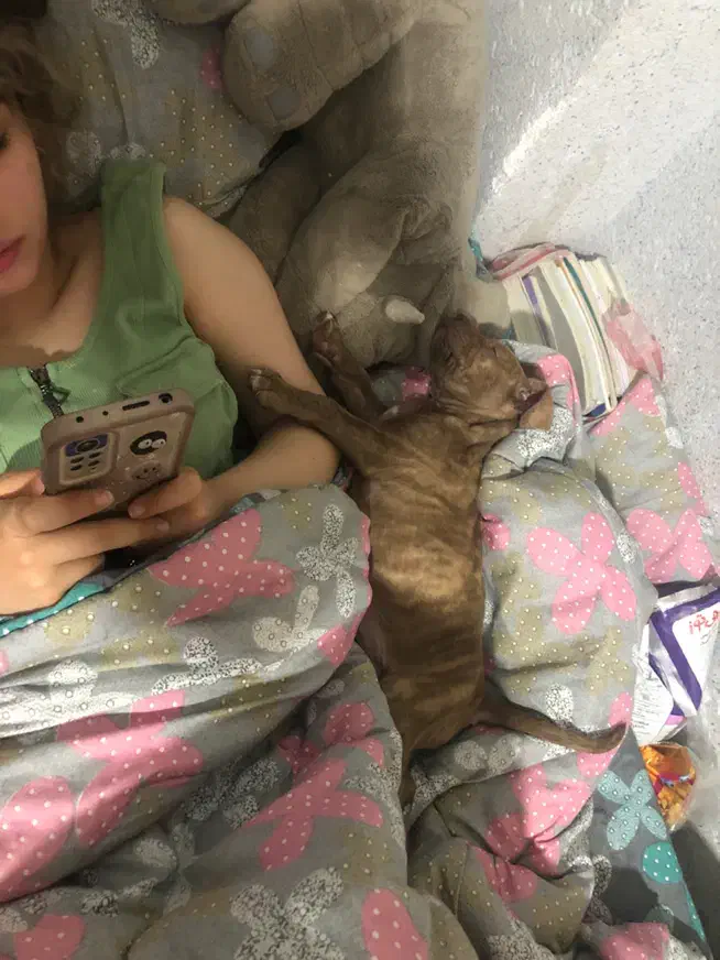 واگذاری سگ پیت بول امریکایی|سگ|تهران, جردن|دیوار