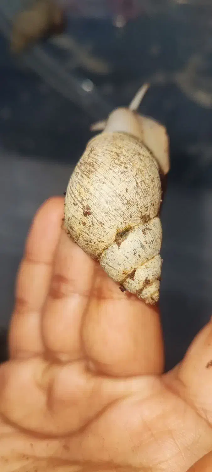 حلزون|خزنده|اهواز, بهارستان|دیوار