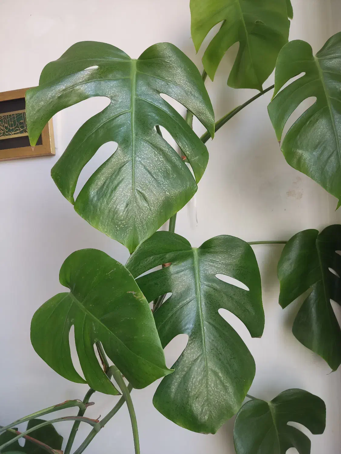 برگ انجیری|گل و گیاه طبیعی|قم, پردیسان|دیوار