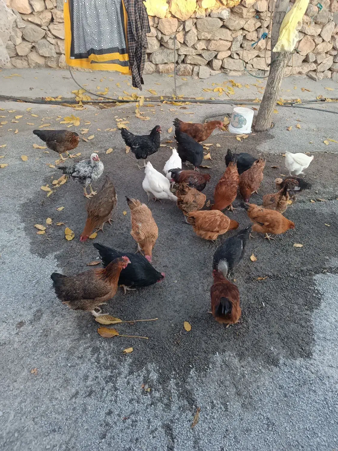 ۳۵ تا مرغ خروس|حیوانات مزرعه|فیروزآباد (لرستان), |دیوار