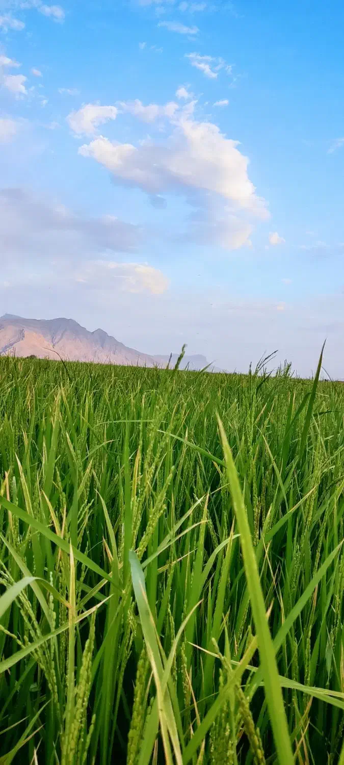 اجاره زمین کشاورزی|اجارهٔ دفتر صنعتی، کشاورزی، تجاری|درودزن, |دیوار