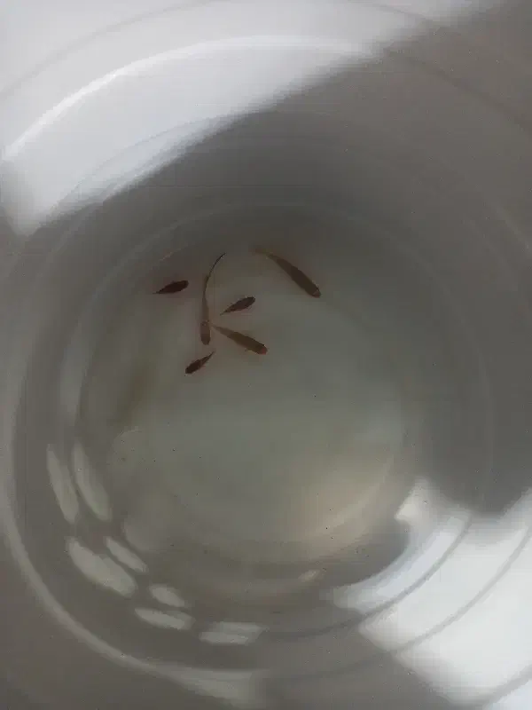 ماهی|ماهی|تهران, شهرک فرهنگیان|دیوار