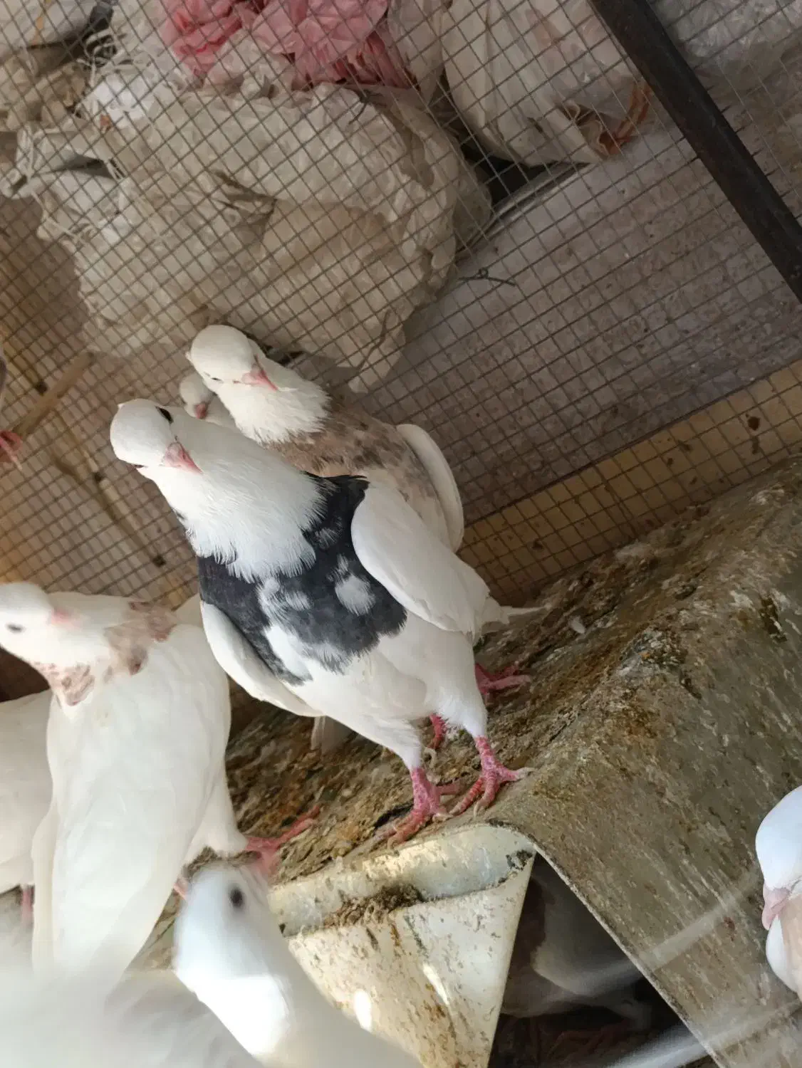 کبوتر طوقی کاکولی پاک|پرنده|طبس, |دیوار