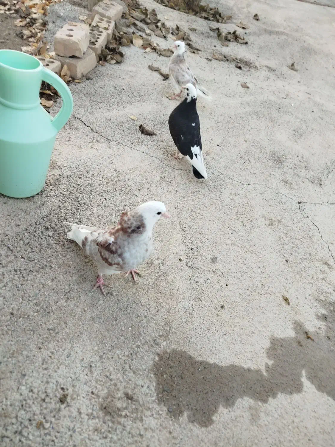 کفتر|پرنده|ماهنشان, |دیوار