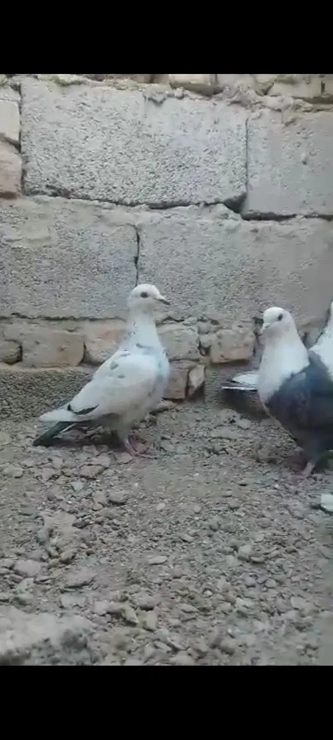 کبوتر رنگی معامله|پرنده|سراوان, |دیوار