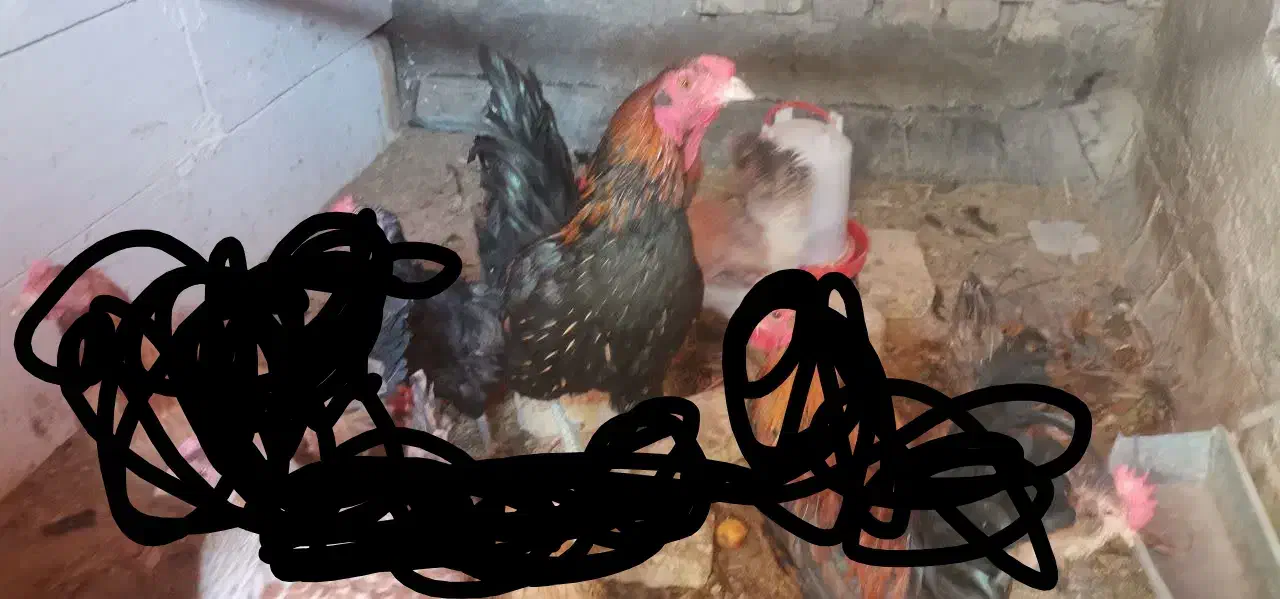 خروس لاری|حیوانات مزرعه|حمیدیا, |دیوار