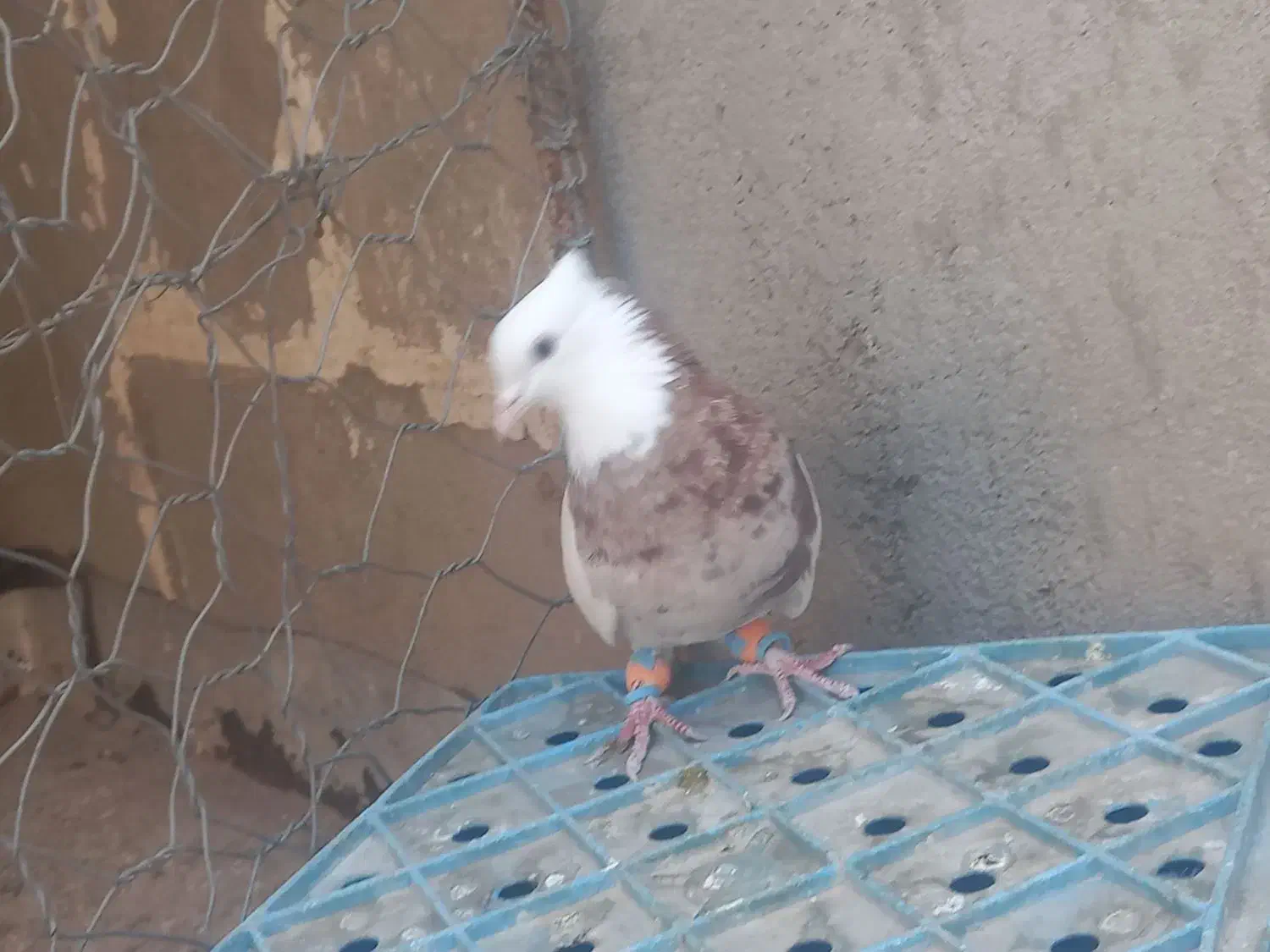 طوقی هفت رنگ|پرنده|سبزوار, دانشگاه آزاد|دیوار