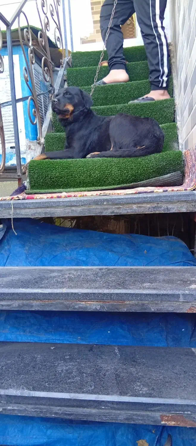 سگ روتوایلر|سگ|کهریزک, |دیوار