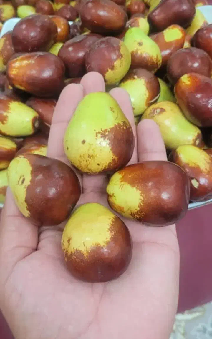 نهال عناب، اوکراینی، درخت میوه، گلخانه، نهالستان|خدمات باغبانی و درختکاری|مشهد, خواجه ربیع|دیوار