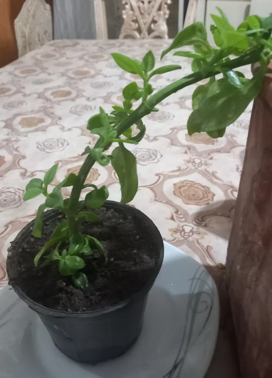 گل باگلدان|گل و گیاه طبیعی|ماکو, |دیوار